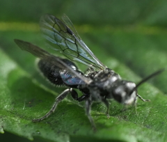 Tiphiinae