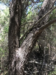 Melaleuca armillaris