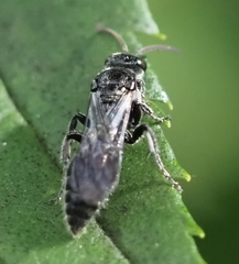 Tiphiinae