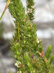 Cliffortia subsetacea