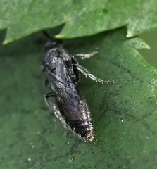 Tiphiinae
