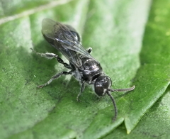 Tiphiinae