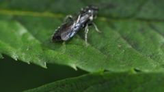Tiphiinae