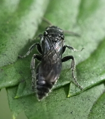 Tiphiinae