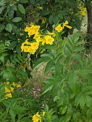 Tecoma stans