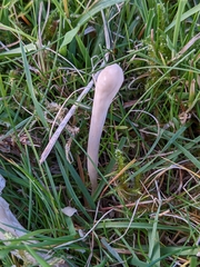 Clavaria tenuipes