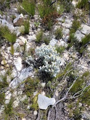 Syncarpha argyropsis