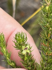 Cliffortia subsetacea