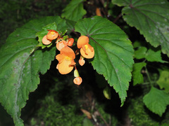 Begonia sutherlandii