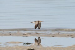 Numenius phaeopus phaeopus