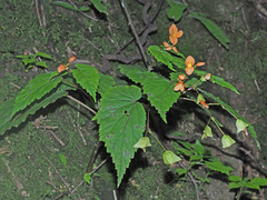 Begonia sutherlandii