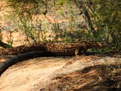 Varanus panoptes rubidus
