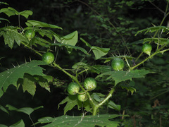 Solanum aculeatissimum