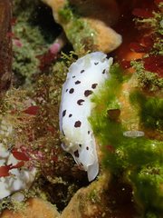 Aphelodoris sp-a