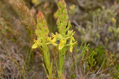 Ceratandra atrata