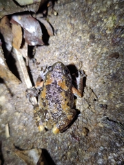 Uperodon montanus