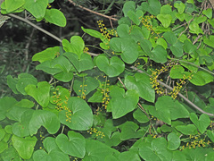 Dioscorea sylvatica