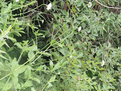 Scabiosa drakensbergensis