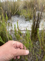 Cliffortia subsetacea