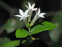 Carissa bispinosa