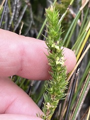 Cliffortia subsetacea