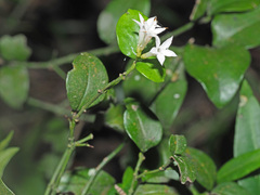 Carissa bispinosa