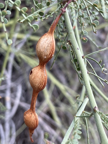 little-leaved palo verde