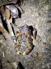 Uperodon montanus