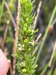 Cliffortia subsetacea