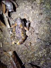 Uperodon montanus