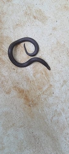 East African Shovel-Snout