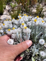 Syncarpha argyropsis