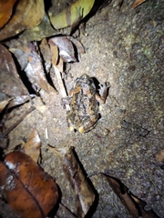 Uperodon montanus
