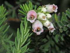 Erica oatesii