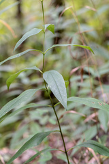 Helianthus eggertii