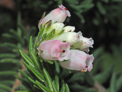 Erica oatesii