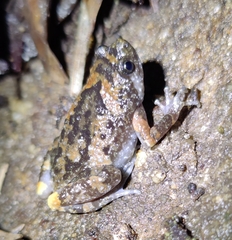 Uperodon montanus