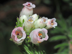 Erica oatesii