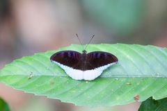 Tanaecia cocytina ambalika