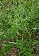 Ditaxis humilis