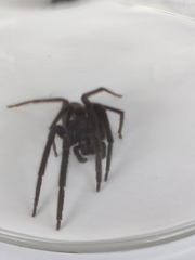Segestria florentina