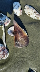 Pinnidae