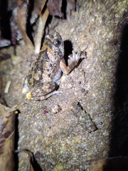 Uperodon montanus