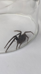 Segestria florentina