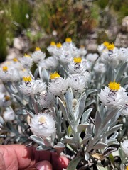 Syncarpha argyropsis