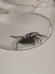 Segestria florentina