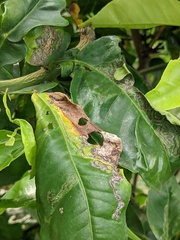 Phyllocnistis citrella