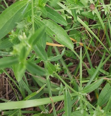 Ditaxis humilis