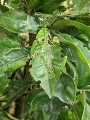 Phyllocnistis citrella