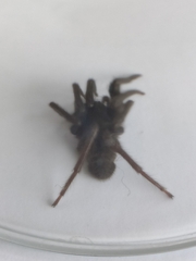 Segestria florentina